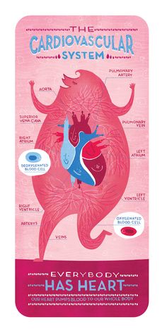 the cardiovascular system has heart