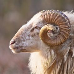 a ram with large horns standing in the grass