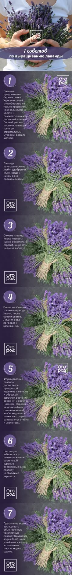 an info sheet with different types of flowers and plants in it, including lavenders