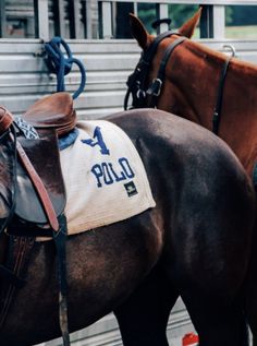 two brown horses standing next to each other