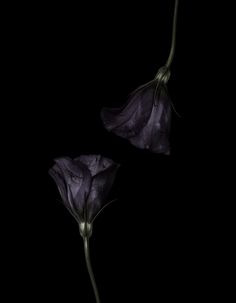 Billy Kidd, Dark Core, Roses Photography, Digital Identity, Wattpad Background, Gothic Fantasy Art, Witchy Wallpaper, Black Tulips