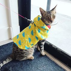 a cat wearing a raincoat sitting on the ground next to a door with a leash