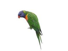 a colorful bird perched on top of a tree branch next to a white sky background