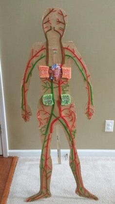 the human body is made out of cardboard and has blood vessels attached to each side