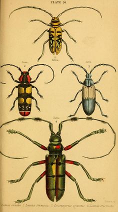 four different types of bugs on a white background with black and yellow dots in the middle