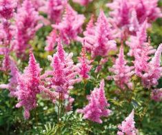 pink flowers are blooming in the garden