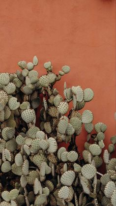 there are many small cactus plants in front of the red wall with a clock on it