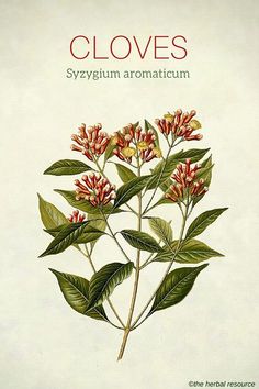 the front cover of cloves by szygyum aromaticum, with an illustration of flowers and leaves