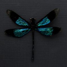 a blue and black dragonfly sitting on top of a dark surface with its wings spread out