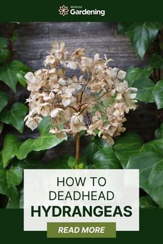 a plant with the title how to deadhead hydrangeas read more