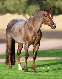 a brown horse standing on top of a lush green field