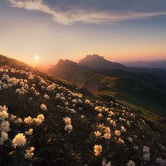 the sun is setting over mountains with flowers in bloom