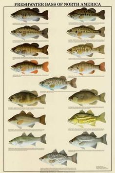 a poster showing different types of fish in the water, including basss and north america