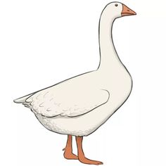 a white duck with orange feet standing in front of a white background and looking at the camera