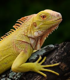 an iguana sitting on top of a tree branch