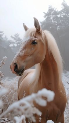 a horse standing in the middle of a snow covered field with tall grass and trees behind it