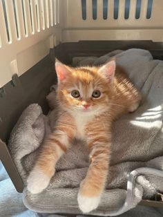 an orange and white kitten laying on top of a blanket in a caged area