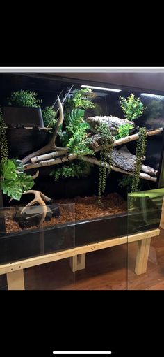 an aquarium with plants and rocks in it