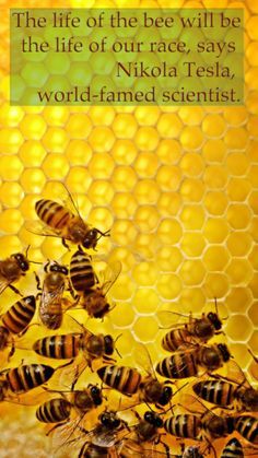 many bees are on the honeycombs and one is in the process of getting nectar