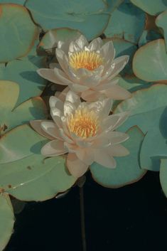 two white water lilies with green leaves in the background