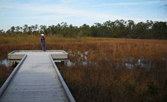 a person standing on a dock in the middle of a marsh