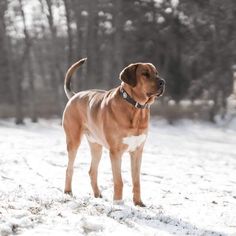 a brown dog standing in the snow with trees in the backgrouds behind him