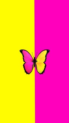 a yellow and pink butterfly flying over the top of two different colored squares on a wall