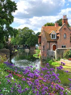 purple flowers are growing in front of a house by the water's edge,