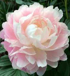 a pink and white flower with green leaves