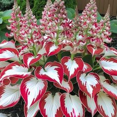 red and white flowers are blooming in the garden