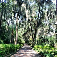 the road is lined with trees covered in spanish moss