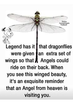 a dragonfly sitting on top of a white wall next to a black and white quote