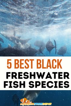 Black Freshwater Fish Species Fish Freshwater, Black Fish, Aquarium Maintenance, Freshwater Aquarium Fish