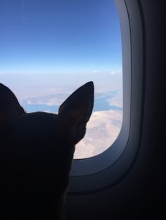 a dog looking out an airplane window at the sky