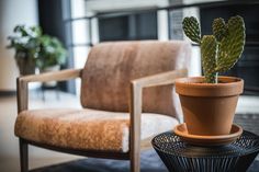 a small cactus sitting on top of a potted plant next to a brown chair