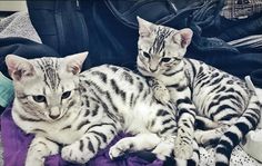 two white and black kittens laying next to each other on a purple blanket in front of clothes