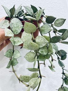 a person holding a plant with green leaves