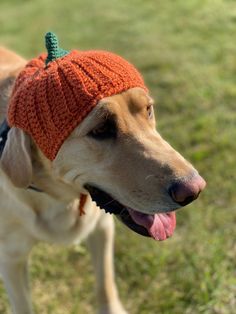 a dog wearing an orange knitted hat on top of it's head in the grass