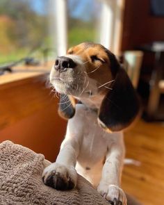 a small dog standing on top of a bed next to a wooden window sill