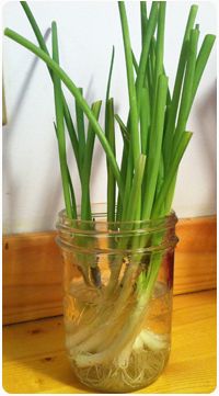 some green onions are in a glass jar