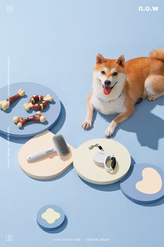 a dog laying on the ground next to some plates with food and a toothbrush