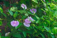 purple flowers growing on the side of a wooden fence next to green leaves and vines