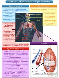 the muscles and their functions are labeled in this diagram