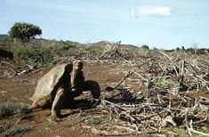 a large turtle sitting on top of a dirt field