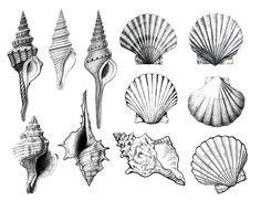 a bunch of seashells are shown in this black and white drawing by hand