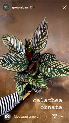 a green and white plant sitting on top of a wooden table next to a cell phone