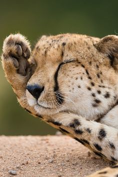 a close up of a cheetah laying on the ground with it's head resting on its paws