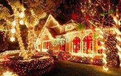 christmas lights decorate the front yard of a house with trees and bushes on display at night