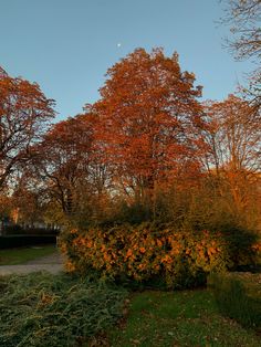 an orange tree in the middle of a park