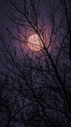 the full moon is seen through some trees in the night sky, with no leaves on it